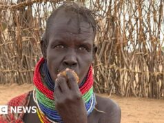 Desesperados por comida, quenianos atingidos pela seca recorrem à árvore de gengibre