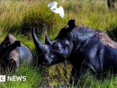 Quarenta anos depois do último ter sido caçado, os rinocerontes estão de volta à natureza em Uganda