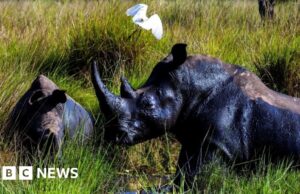 Quarenta anos depois do último ter sido caçado, os rinocerontes estão de volta à natureza em Uganda