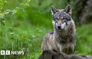 Lobo morde mulher em choque com ataque alemão em rua comercial de Hamburgo