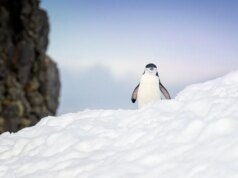 Usei Omega Linux para revitalizar um PC lixo e é visivelmente melhor que o Ubuntu