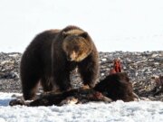 Primeiro urso pardo de 2026 avistado em Yellowstone, alimentando-se de carcaça de bisão