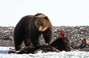 Primeiro urso pardo de 2026 avistado em Yellowstone, alimentando-se de carcaça de bisão