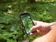 Como os usuários do aplicativo iNaturalist se divertem enquanto ajudam a ciência