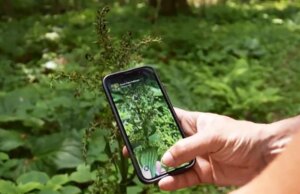 Como os usuários do aplicativo iNaturalist se divertem enquanto ajudam a ciência