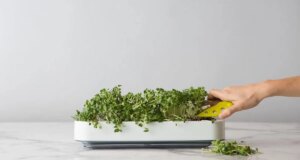 Cultive suas ervas e verduras favoritas com os melhores jardins internos inteligentes