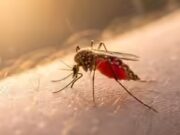 Os mosquitos não param de picar você: a razão chocante pela qual os cientistas dizem que você é o favorito deles