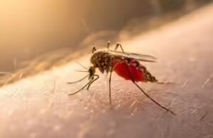 Os mosquitos não param de picar você: a razão chocante pela qual os cientistas dizem que você é o favorito deles
