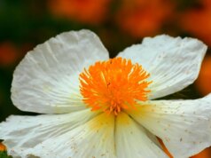 Natureza: Primavera em Mason County, Texas