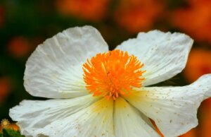 Natureza: Primavera em Mason County, Texas
