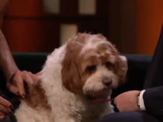 Claudia Winkleman Present ao vivo: a estrela dos Traidores revela um elegante programa de bate-papo no início da nova série