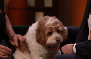 Claudia Winkleman Present ao vivo: a estrela dos Traidores revela um elegante programa de bate-papo no início da nova série