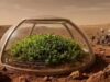 Cientistas descobrem uma planta que poderia sobreviver em Marte e ajudar a criar um ‘Planeta Verde’