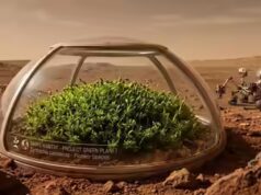 Cientistas descobrem uma planta que poderia sobreviver em Marte e ajudar a criar um ‘Planeta Verde’