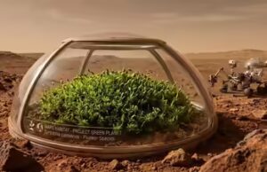 Cientistas descobrem uma planta que poderia sobreviver em Marte e ajudar a criar um ‘Planeta Verde’