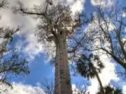 Os cientistas finalmente descobrem o que está escondido sob a árvore mais antiga do mundo, e ela está viva