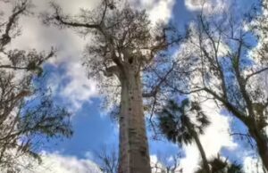 Os cientistas finalmente descobrem o que está escondido sob a árvore mais antiga do mundo, e ela está viva