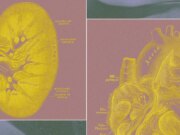 Uma startup apoiada por bilionários quer cultivar ‘sacos de órgãos’ para substituir testes em animais