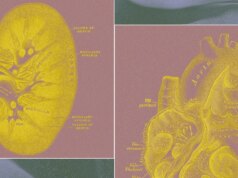 Uma startup apoiada por bilionários quer cultivar ‘sacos de órgãos’ para substituir testes em animais