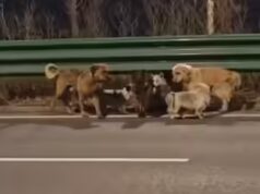 China: Sua história favorita na web sobre 7 cachorros voltando para casa não é verdade – também não é falsa