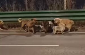 China: Sua história favorita na web sobre 7 cachorros voltando para casa não é verdade – também não é falsa