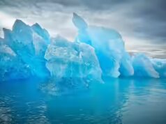 Por que a Groenlândia quase “não tem árvores” e o que a torna tão incomum; o motivo vai te chocar