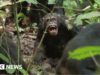 Chimpanzés em Uganda travam uma merciless “guerra civil”, dizem pesquisadores