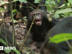 Chimpanzés em Uganda travam uma merciless “guerra civil”, dizem pesquisadores