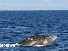 Jovem baleia cinzenta morre após nadar rio acima no estado de Washington