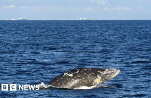 Jovem baleia cinzenta morre após nadar rio acima no estado de Washington