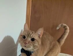 Os cientistas acham que finalmente descobriram por que seu gato nunca termina a refeição
