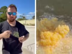 ‘Parece bom para mim’: homem da Flórida cozinha iguanas verdes invasivas com waffles em vídeo viral