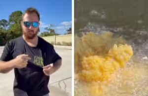 ‘Parece bom para mim’: homem da Flórida cozinha iguanas verdes invasivas com waffles em vídeo viral
