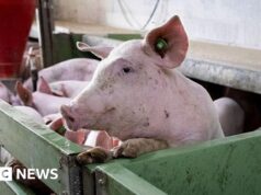 A enorme indústria suína da Espanha busca salvação da ameaça da peste suína