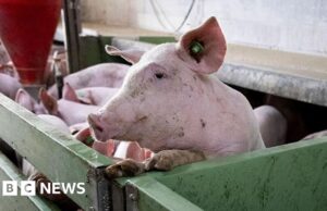 A enorme indústria suína da Espanha busca salvação da ameaça da peste suína