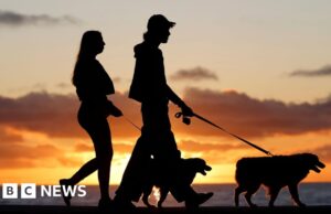 Brasil concede guarda conjunta de animais de estimação em nova lei para casais separados