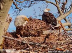 A transmissão ao vivo oferece uma visão panorâmica do ninho de uma águia careca de Cape Breton