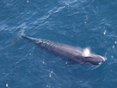 Autoridades de Trump isentam a perfuração no Golfo do México da lei sobre espécies ameaçadas, colocando baleias raras em risco