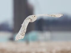 40 espécies, incluindo a coruja-das-neves, adicionadas à lista da ONU para maior proteção