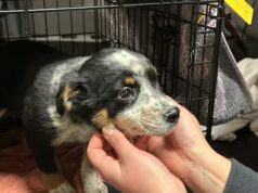 Alberta pretende melhorar a segurança dos animais com penalidades mais duras e mais supervisão