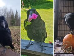 Corvo resgatado aprende a imitar o espirro ‘dramático’ do operador do abrigo Prince George