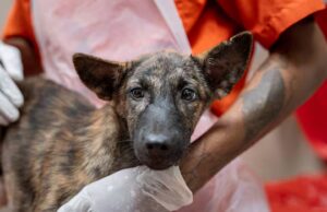 A proibição de cães de resgate de países com risco de propagação da raiva permanecerá, diz CFIA