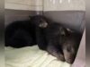 Filhotes de urso preto órfãos ‘angustiados e traumatizados’ depois que a mãe foi baleada na zona rural de Manitoba, diz o proprietário do resgate