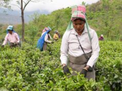 Como as alterações climáticas estão a ameaçar o sabor — e o futuro — do apreciado chá Darjeeling da Índia