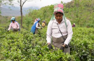 Como as alterações climáticas estão a ameaçar o sabor — e o futuro — do apreciado chá Darjeeling da Índia
