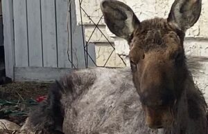 ‘Apenas relaxando’: convidado grande e inesperado encontrado descansando no canteiro de flores do casal no norte de Alberta