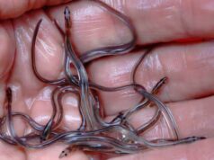 Por que os peixes migratórios de água doce precisam de “passagem segura” globalmente à medida que os números diminuem