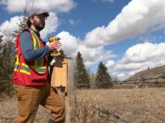 Ninhos de próximo nível: como esses pássaros de Alberta estão recebendo atualizações em casa