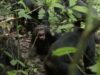 Uma “guerra civil” de chimpanzés eclodiu em Uganda. Os cientistas não sabem ao certo por que
