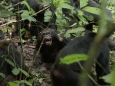 Uma “guerra civil” de chimpanzés eclodiu em Uganda. Os cientistas não sabem ao certo por que
